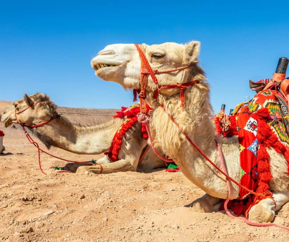 Camels Resting in the desert of Saudi Arabia