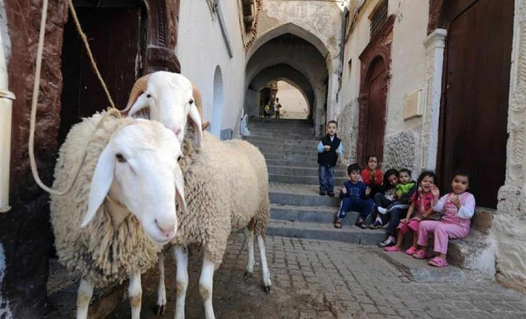 Two sheep in an Algiers Casbah alley with children on the steps before Eid al-Adha