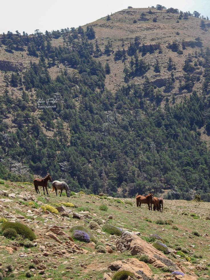 Horses grazing on a rocky mountain slope below cedar forest in the Aurès