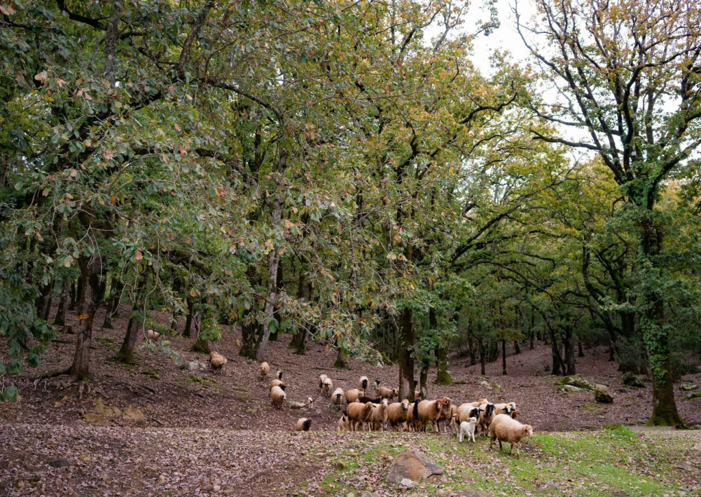 Forest of Ain Draham Tunisia