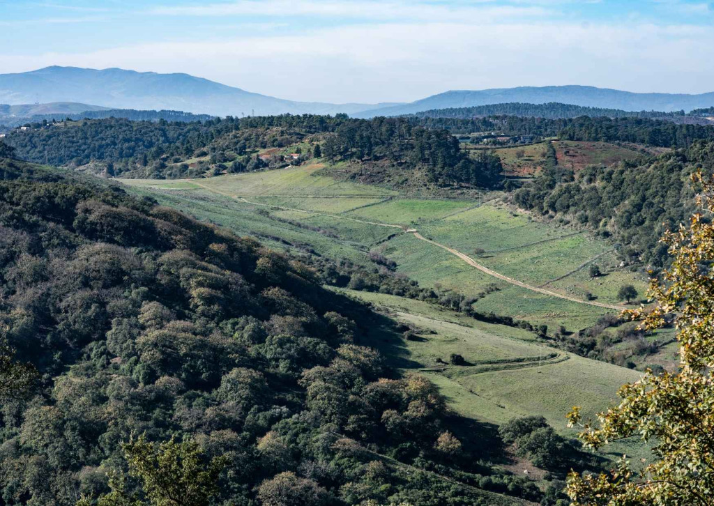 Forest of Ain Draham Tunisia
