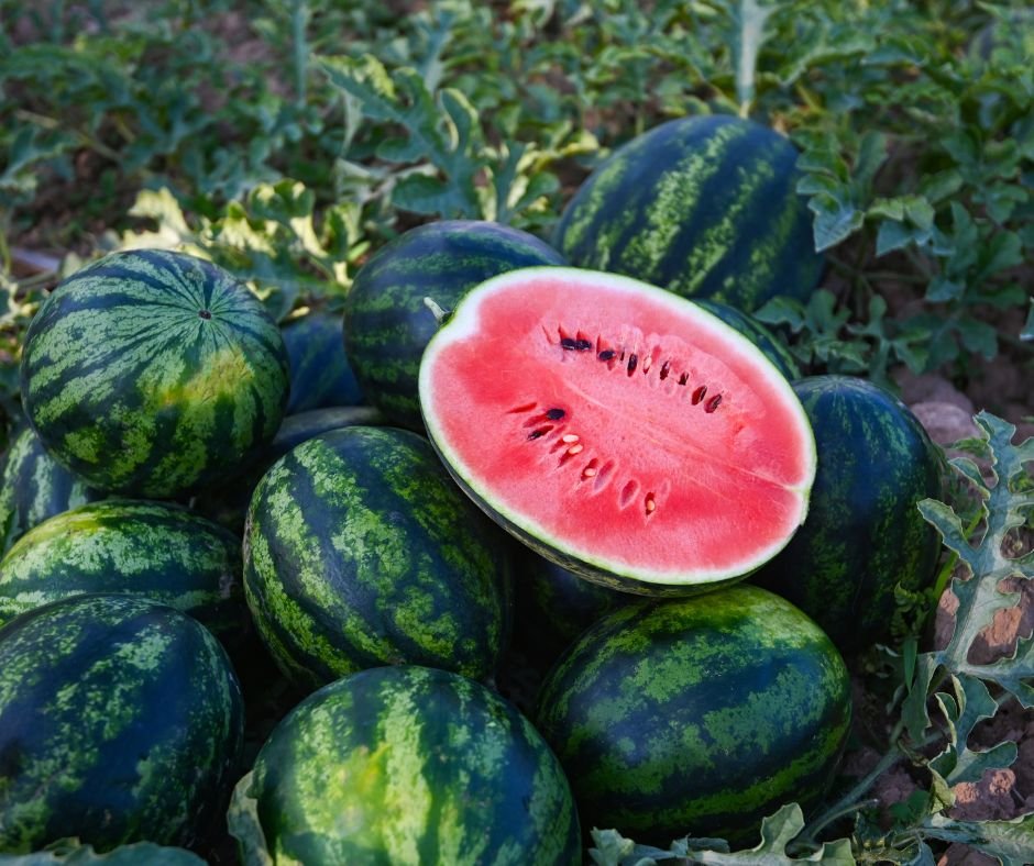 summer-in-tunisia-watermelon