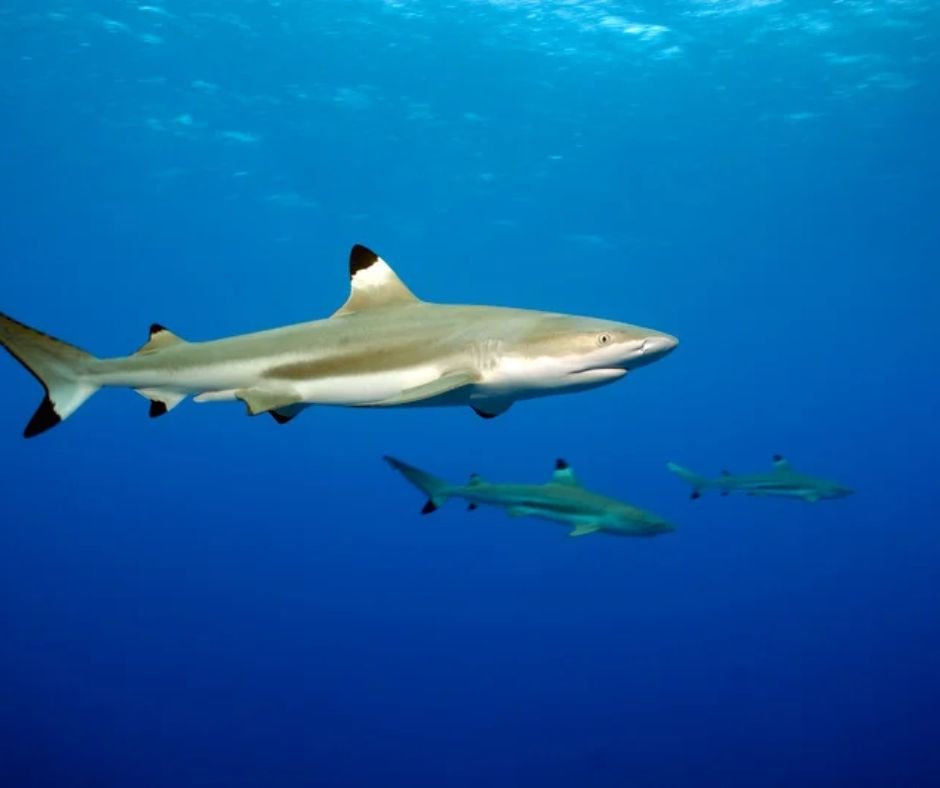 Backtip-reef-sharks-in-Fujairah
