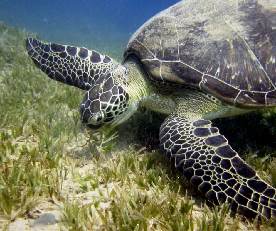 Turtle-in-Fujairah