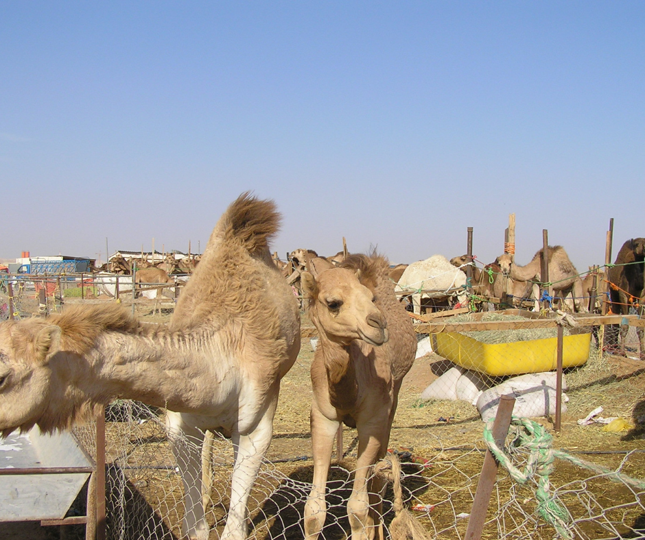 al-ain-camel-market-uae-hidden-gem