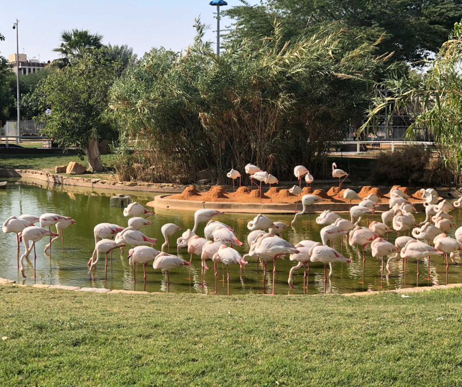riyadh-zoo