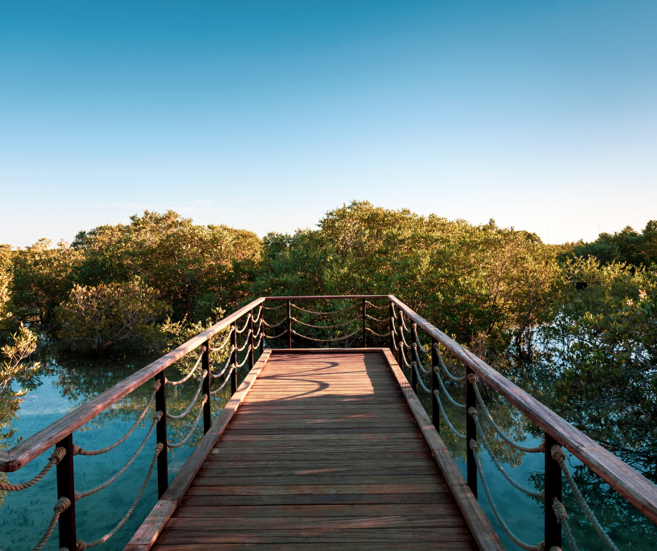 jubail-mangrove-park-abu-dhabi