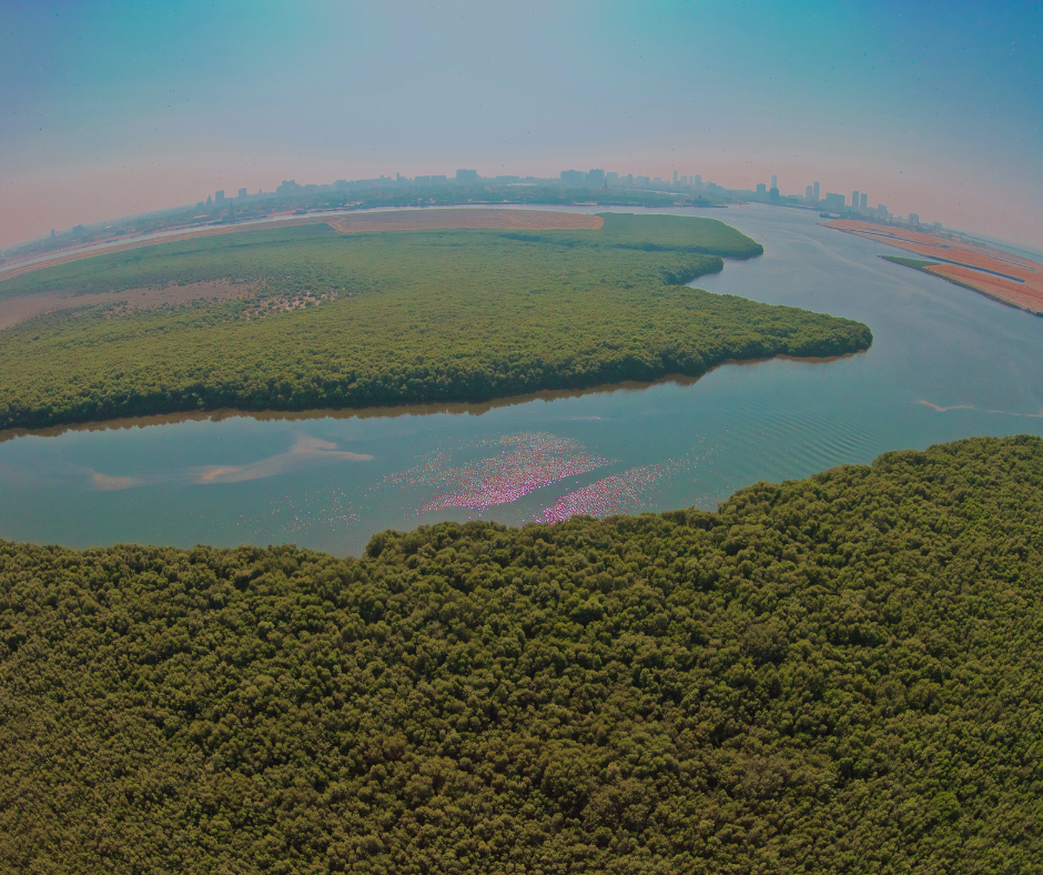 mangroves-ajman