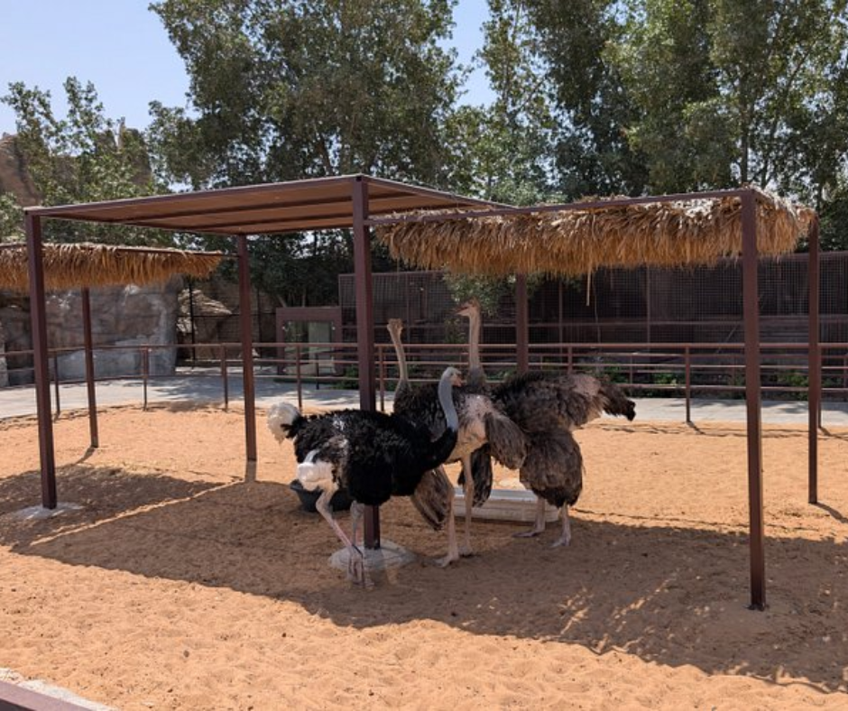 zoo-wildlife-park-uaq