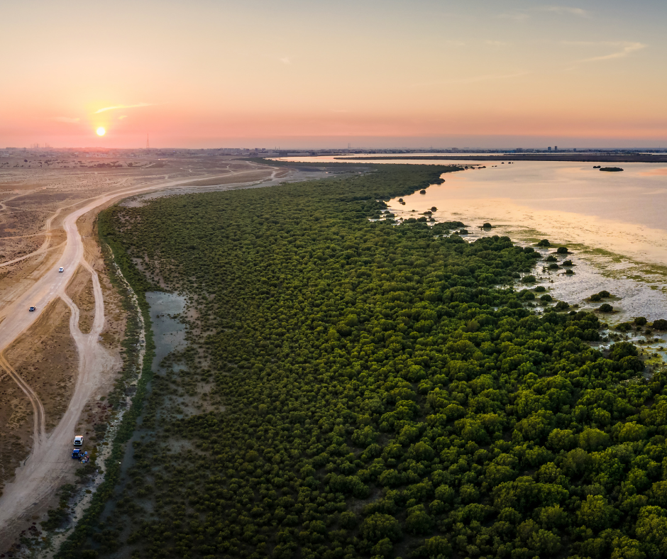 mangroves-ajman-uae