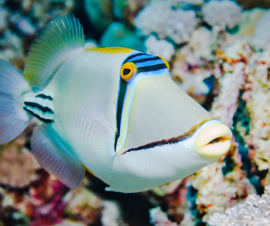 arabian-picasso-trigger-fish-snorkelling-fujairah