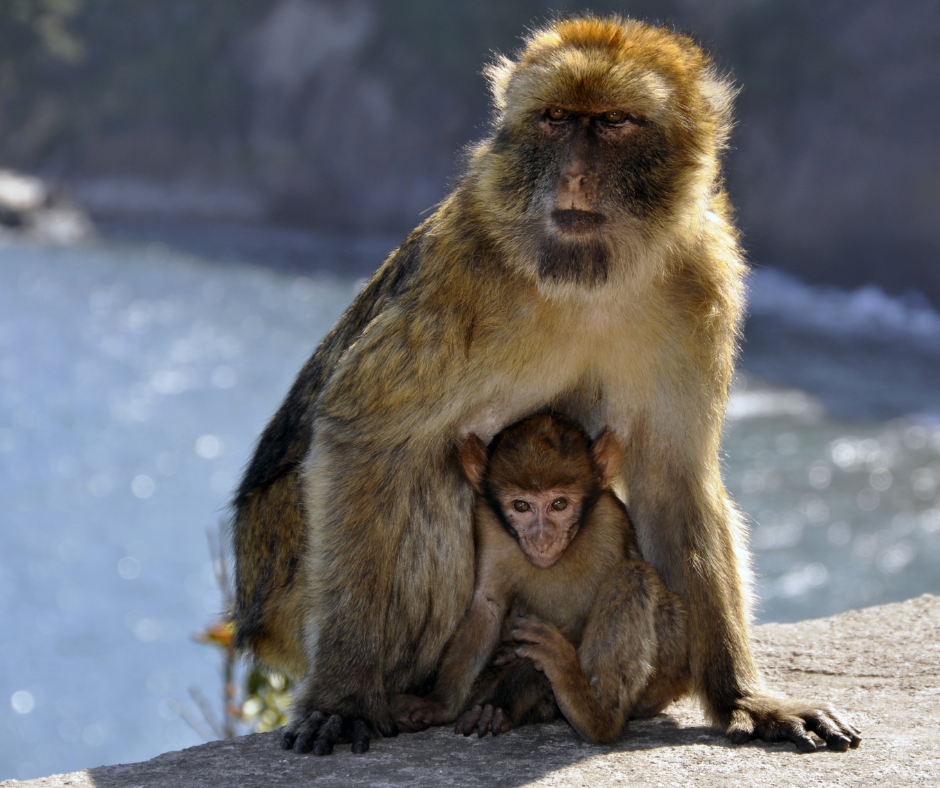 Barbary macaque mother holding her baby on a rock above the sea