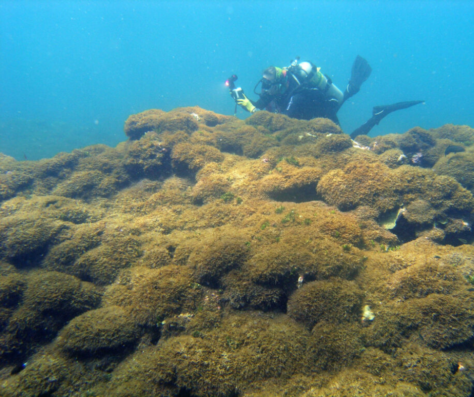algae-blooms-snorkelling-uae