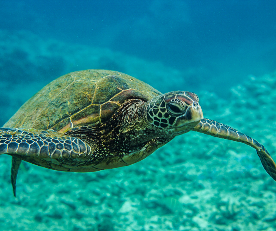 turtles-snorkelling-uae