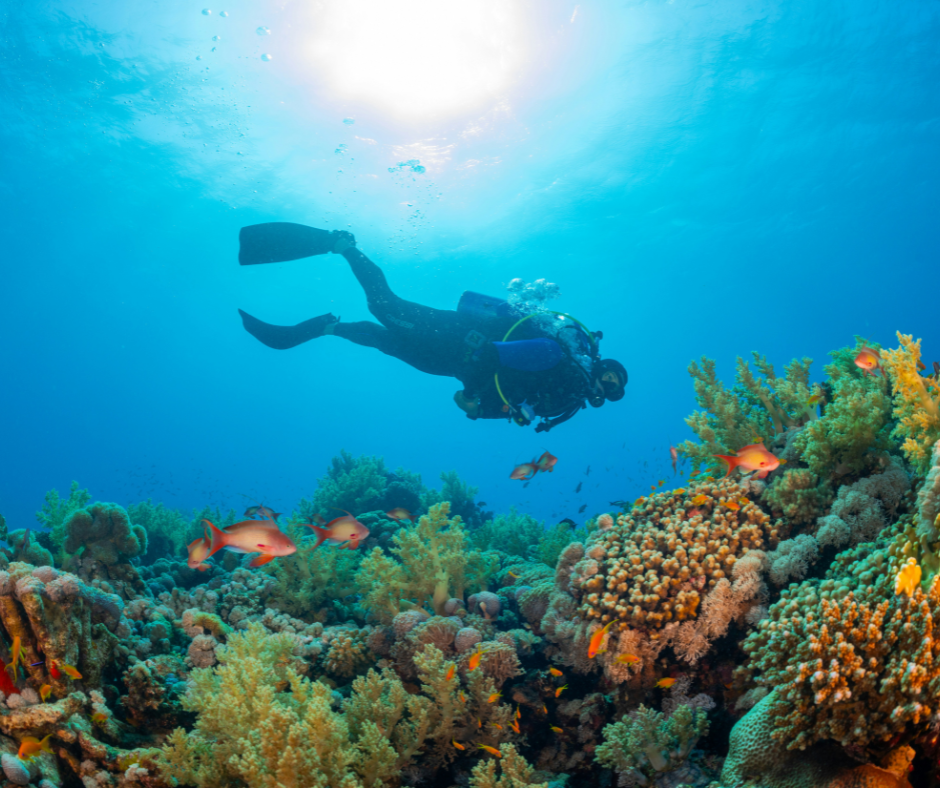 coral-reefs-snorkelling-uae