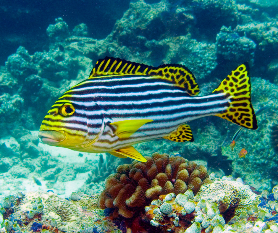 reef-fish-snorkelling-uae