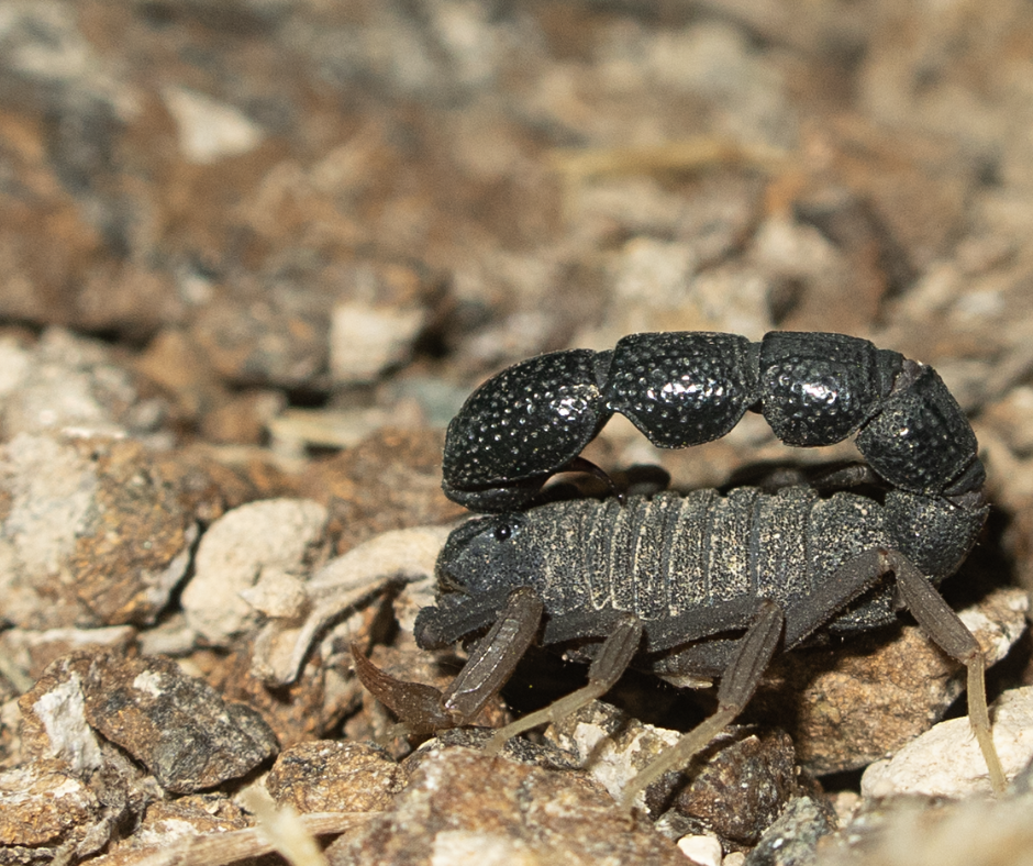 scorpion-in-wadi-uae