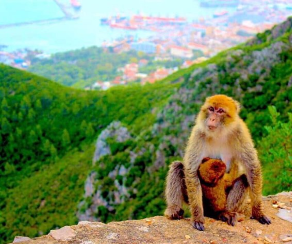 Barbary macaque and baby on a rock above Béjaïa harbor
