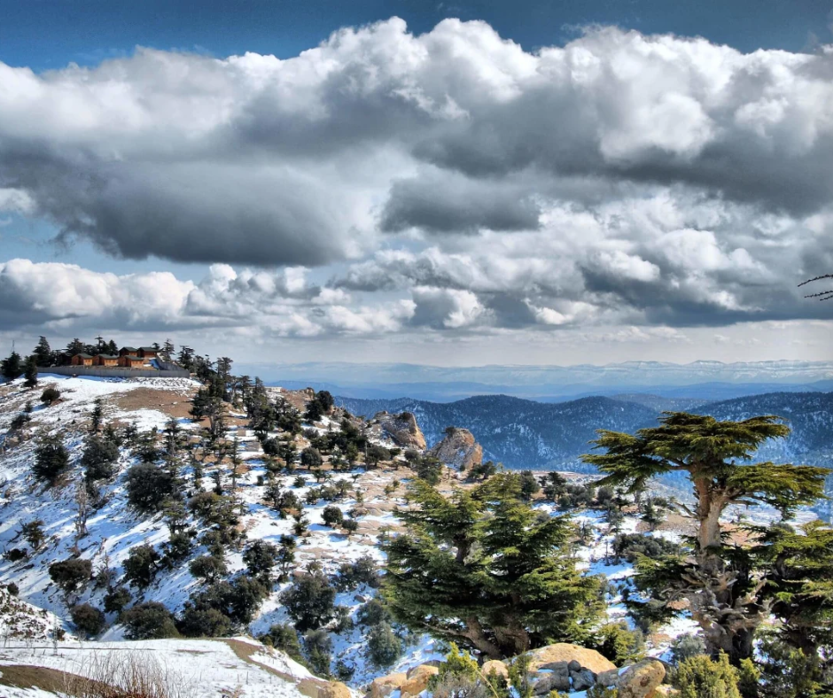 Snow-dusted cedar trees on the slopes of Djebel Chélia