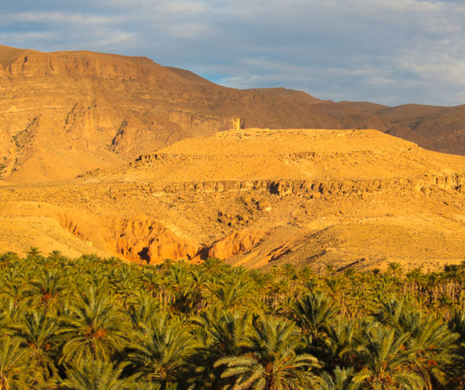 Palm grove beneath golden bare cliffs at M'Chouneche