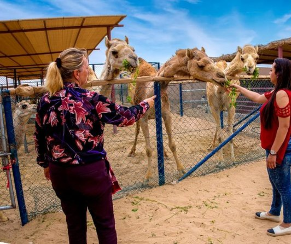 camel