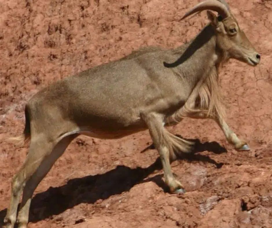 Barbary sheep with curved horns standing on a red rocky slope