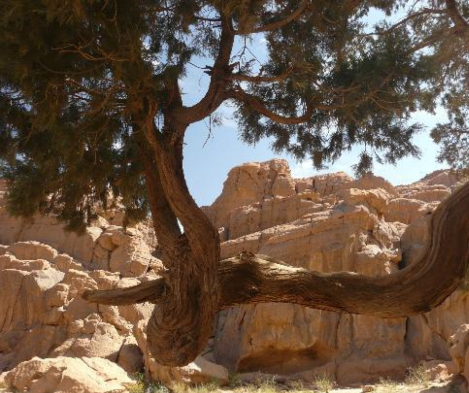 Old Saharan cypress with a twisted trunk against sandstone rocks in the Tassili