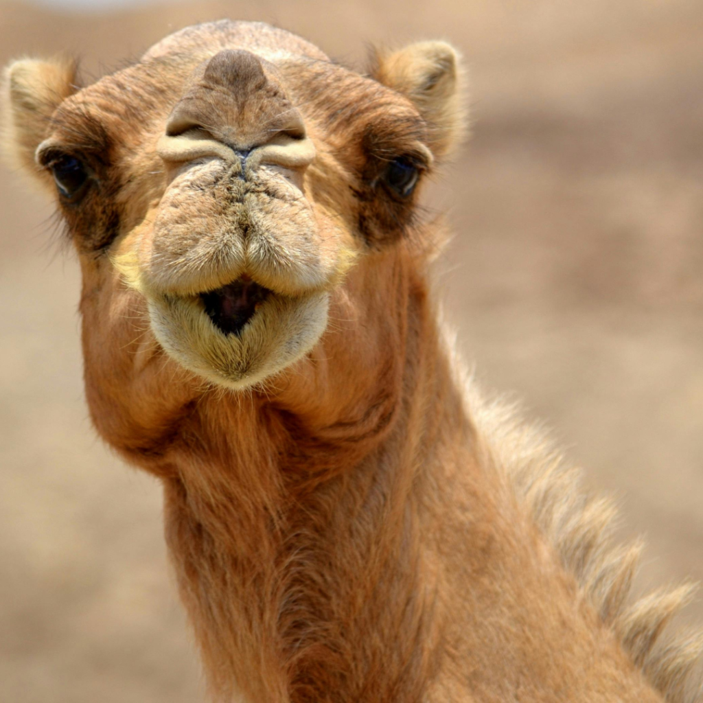 camel