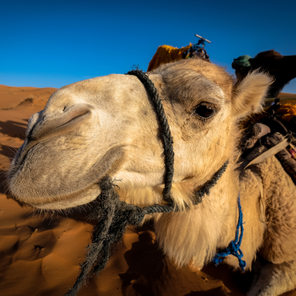 camel-trecking
