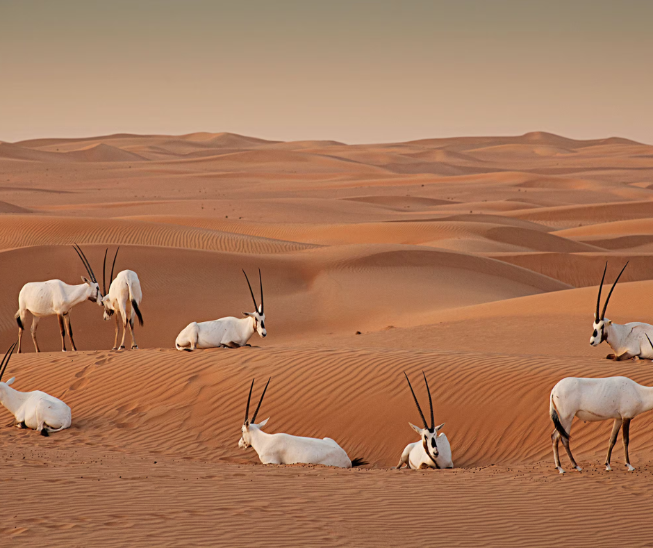 Dubai-Desert-Conservation-Reserve