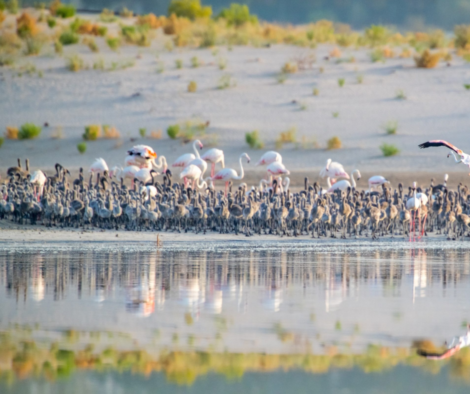 wathba-wetland