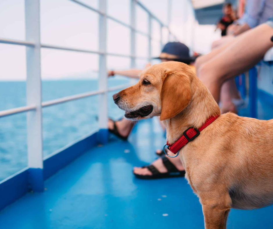 Dog standing at the railing of a ferry deck beside passengers