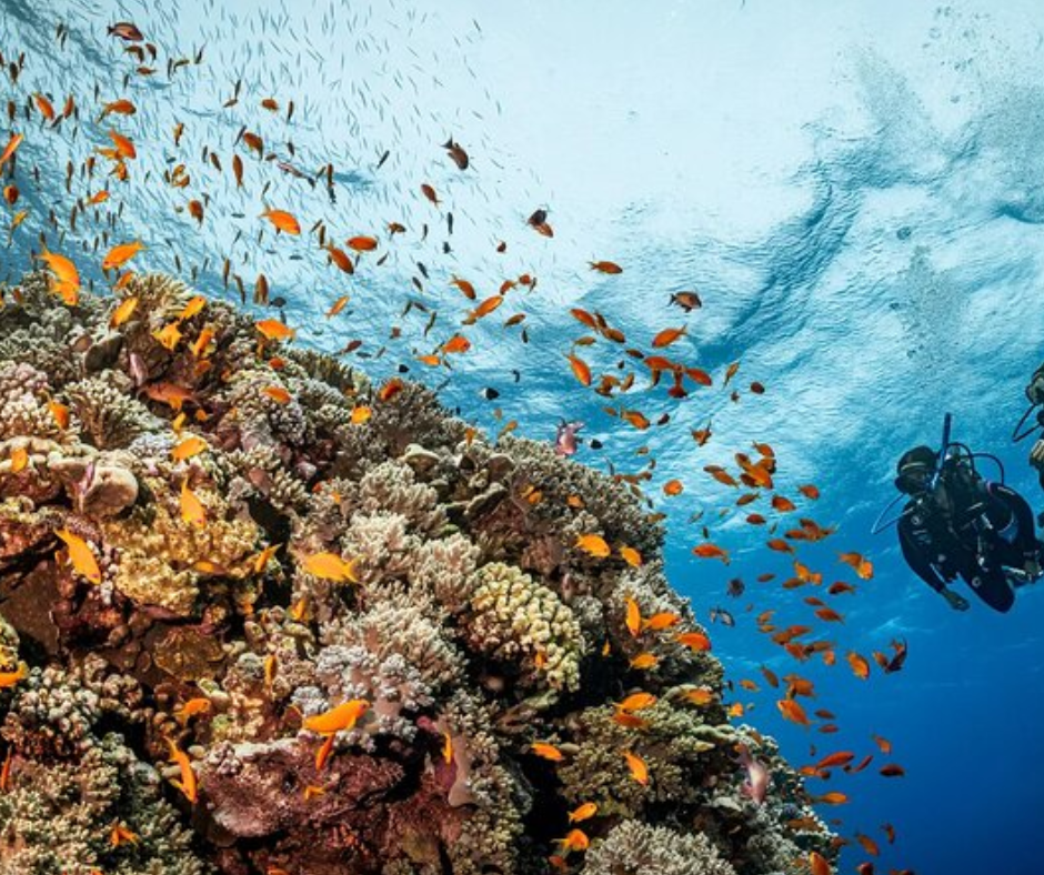 snorkelling