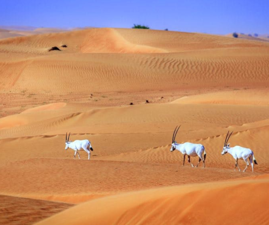 Dubai-Desert-Conservation-Reserve