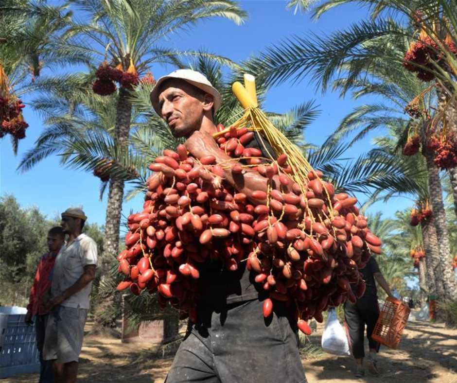 Man carrying a huge cluster of fresh dates under palm trees