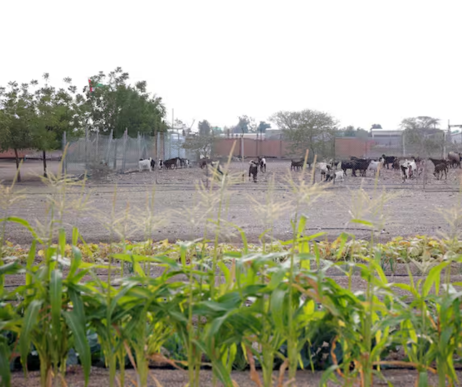 Al-Dhaid-farm-house