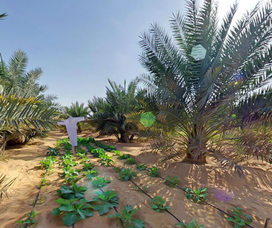Farm-stay-uae