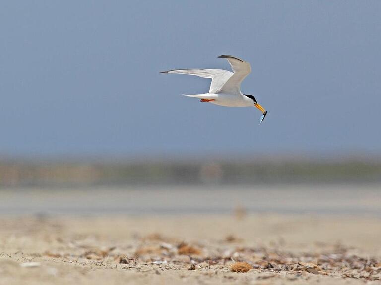 kuriat island tunisia