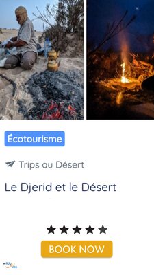 djerid experience