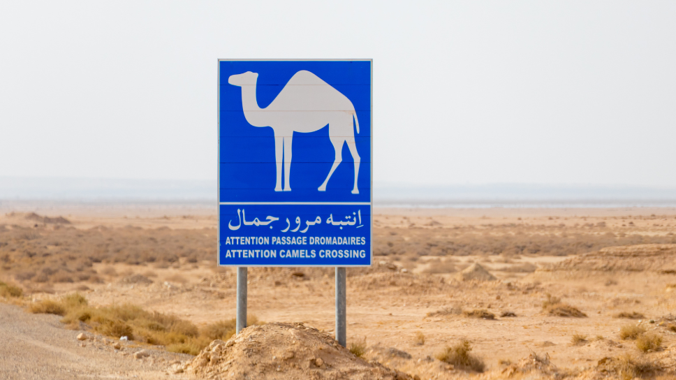 Driving in Tunisia: 2026 Road Trip & Rental Guide | WildyNess