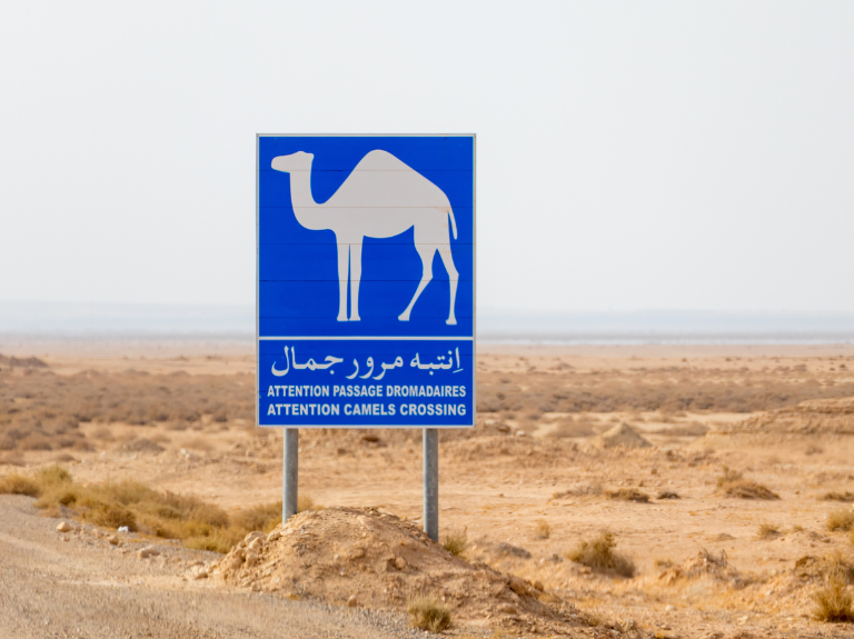 road trip chebika oasis