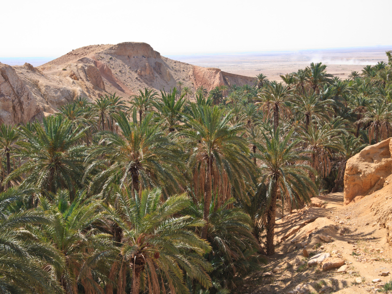 chebika oasis view