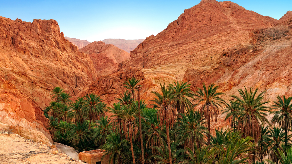 Explore the Enchanting Chbeika Oasis in South Tunisia