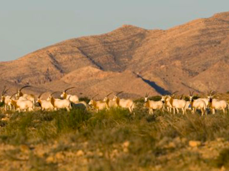 jebel mghilla national park