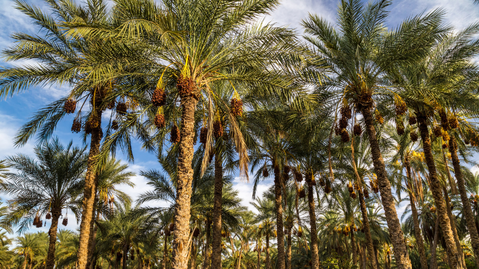 Top Things to Do in Tozeur for an Unforgettable Trip