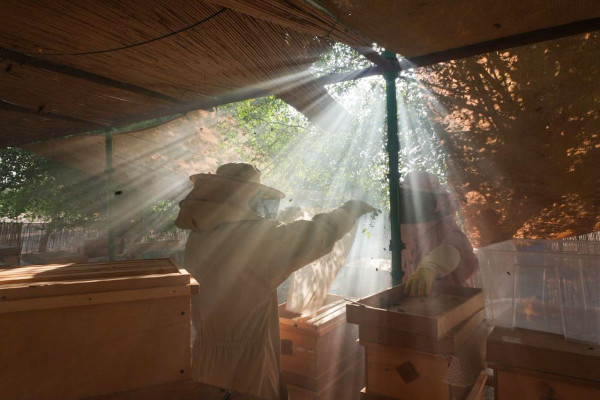 Sidr Honey Harvesting Experience Abu Dhabi with Emirati Beekeeper