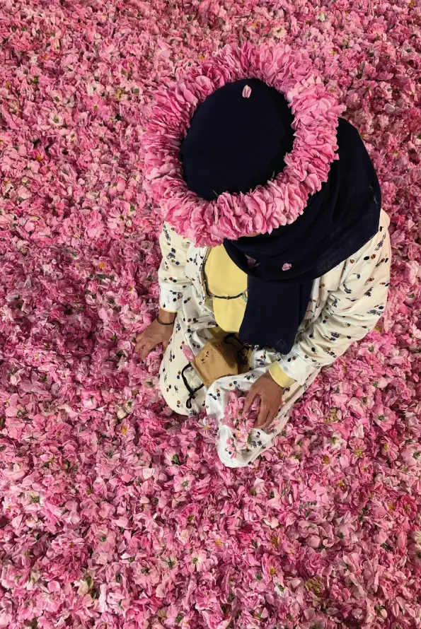 The Scent of Heritage: Taif Rose Itinerary In KSA